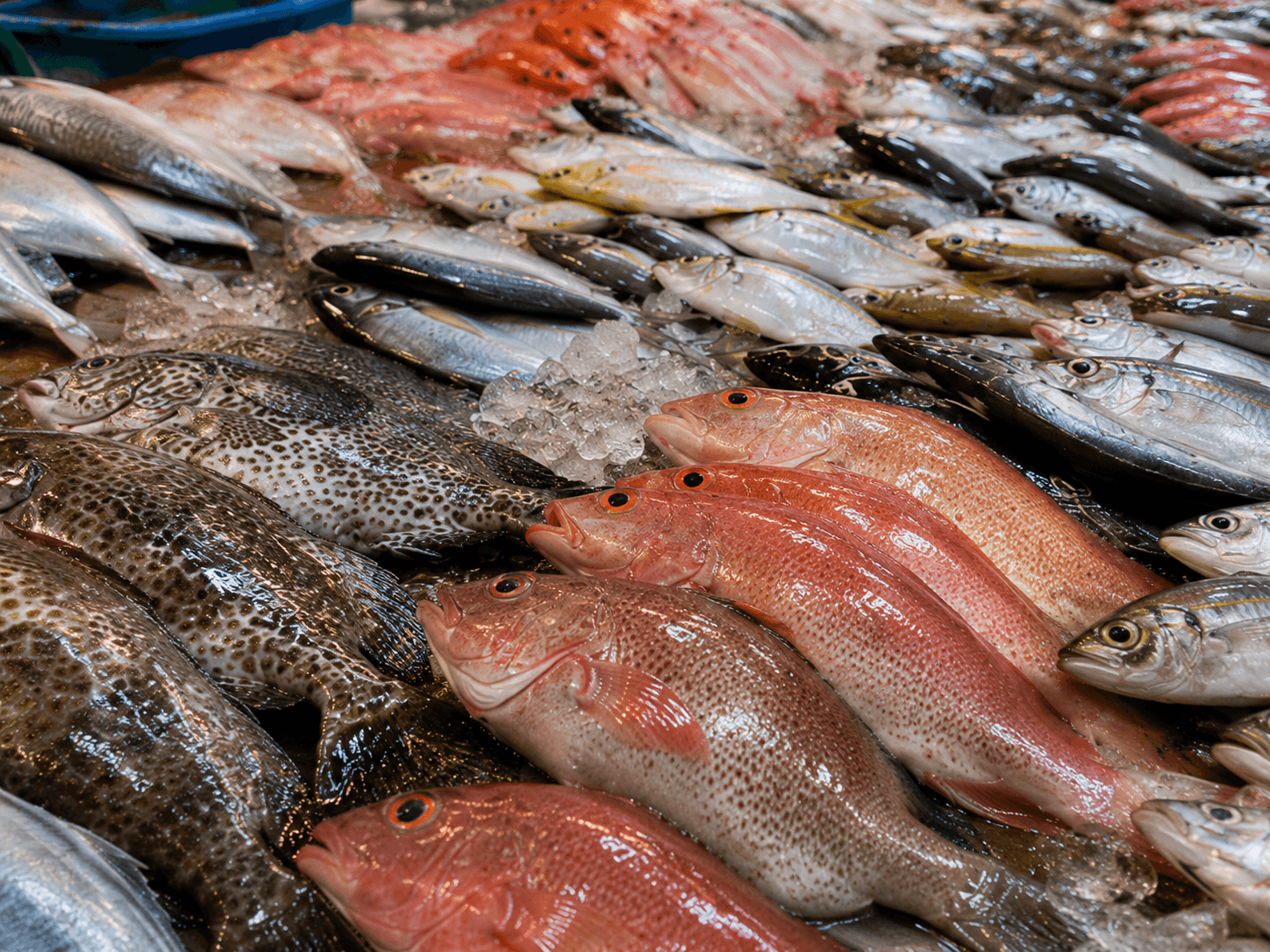 Omega-3 basics: EPA, DHA, and ALA explained